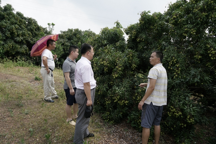 _DSC6581-7调研团队在廉江新民镇鸡笼塘村调研.jpg